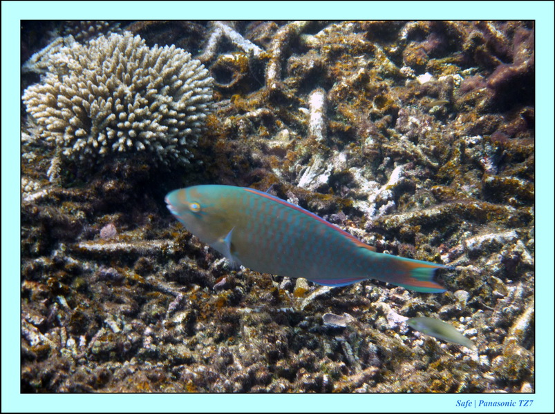 2009   07   Perhentians 001